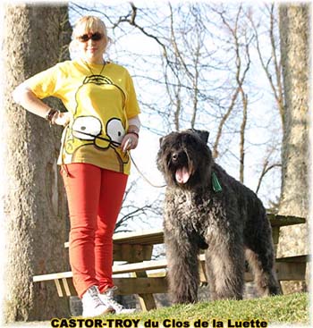 bouvier des flandres du clos de la luette - copyright déposé